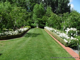 Long Walk - White Carpet Roses